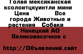 Голая мексиканская ксолоитцкуинтли мини › Цена ­ 20 000 - Все города Животные и растения » Собаки   . Ненецкий АО,Великовисочное с.